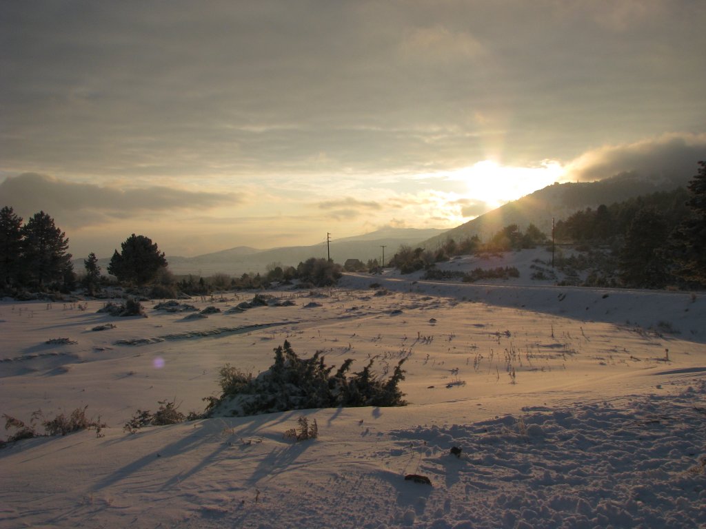 Καλλιπεύκη Όλυμπος