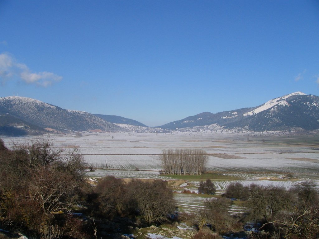 Καλλιπεύκη Όλυμπος