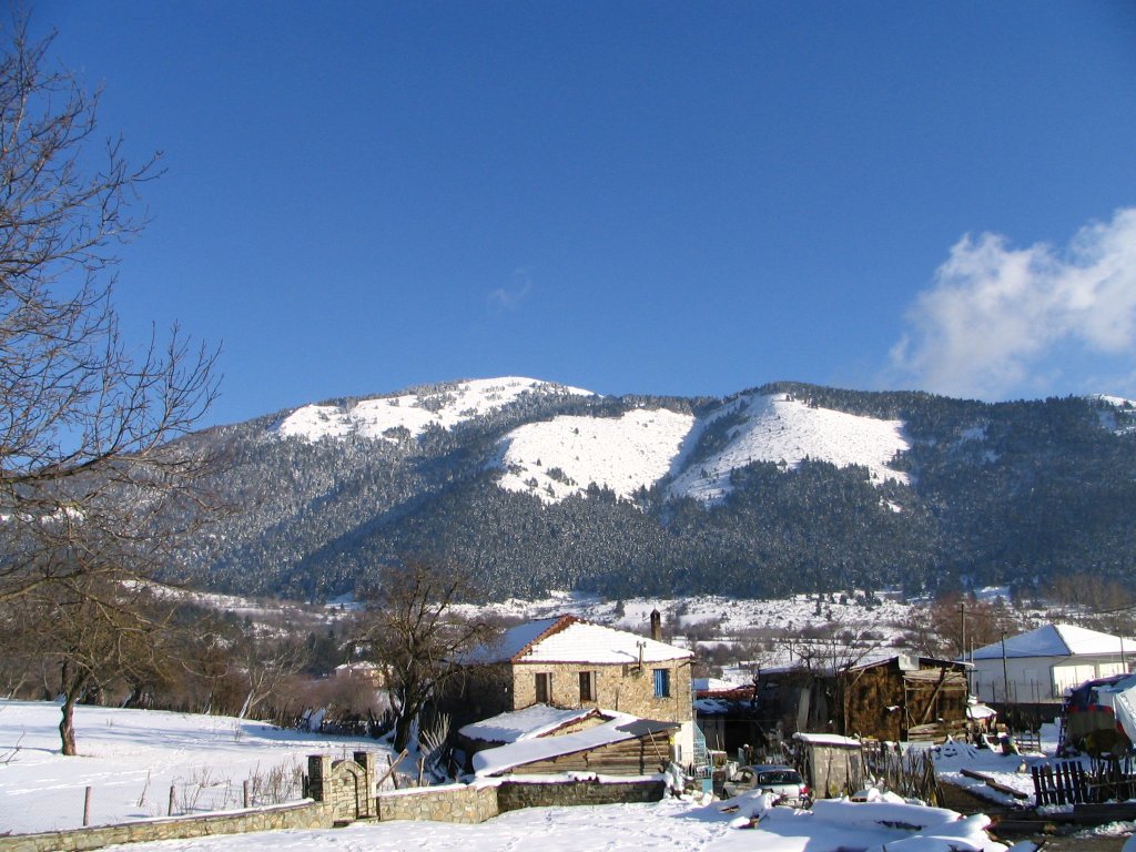 Καλλιπεύκη Όλυμπος